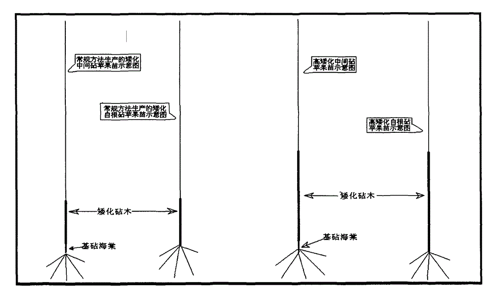 Production method of high dwarfing rootstock apple seedlings