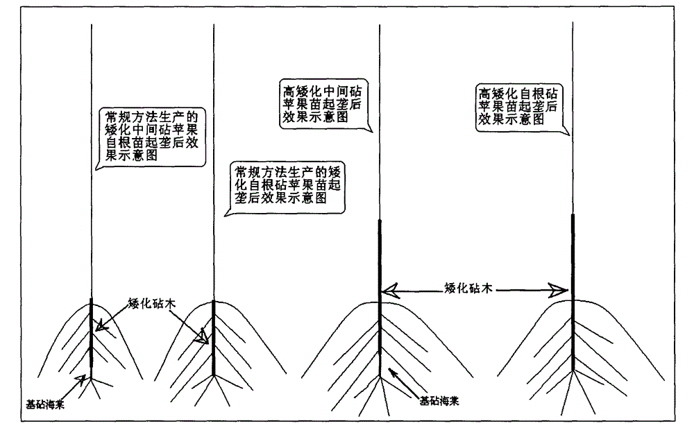 Production method of high dwarfing rootstock apple seedlings