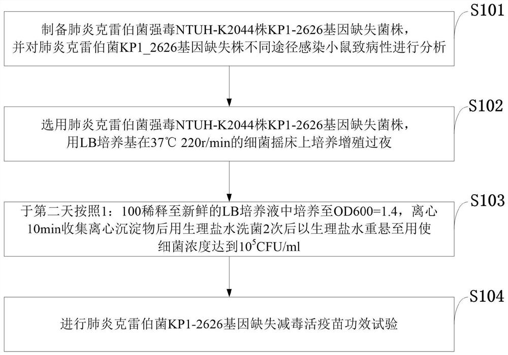 Gene deletion type klebsiella pneumoniae attenuated live vaccine, preparation method and application