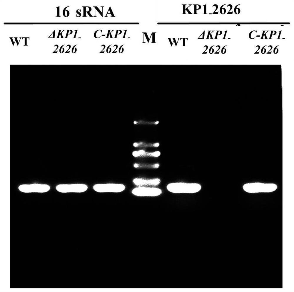 Gene deletion type klebsiella pneumoniae attenuated live vaccine, preparation method and application