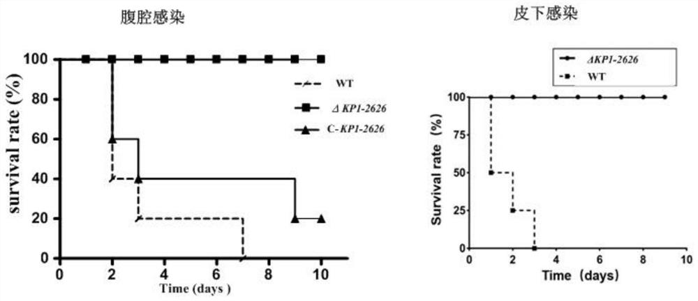 Gene deletion type klebsiella pneumoniae attenuated live vaccine, preparation method and application