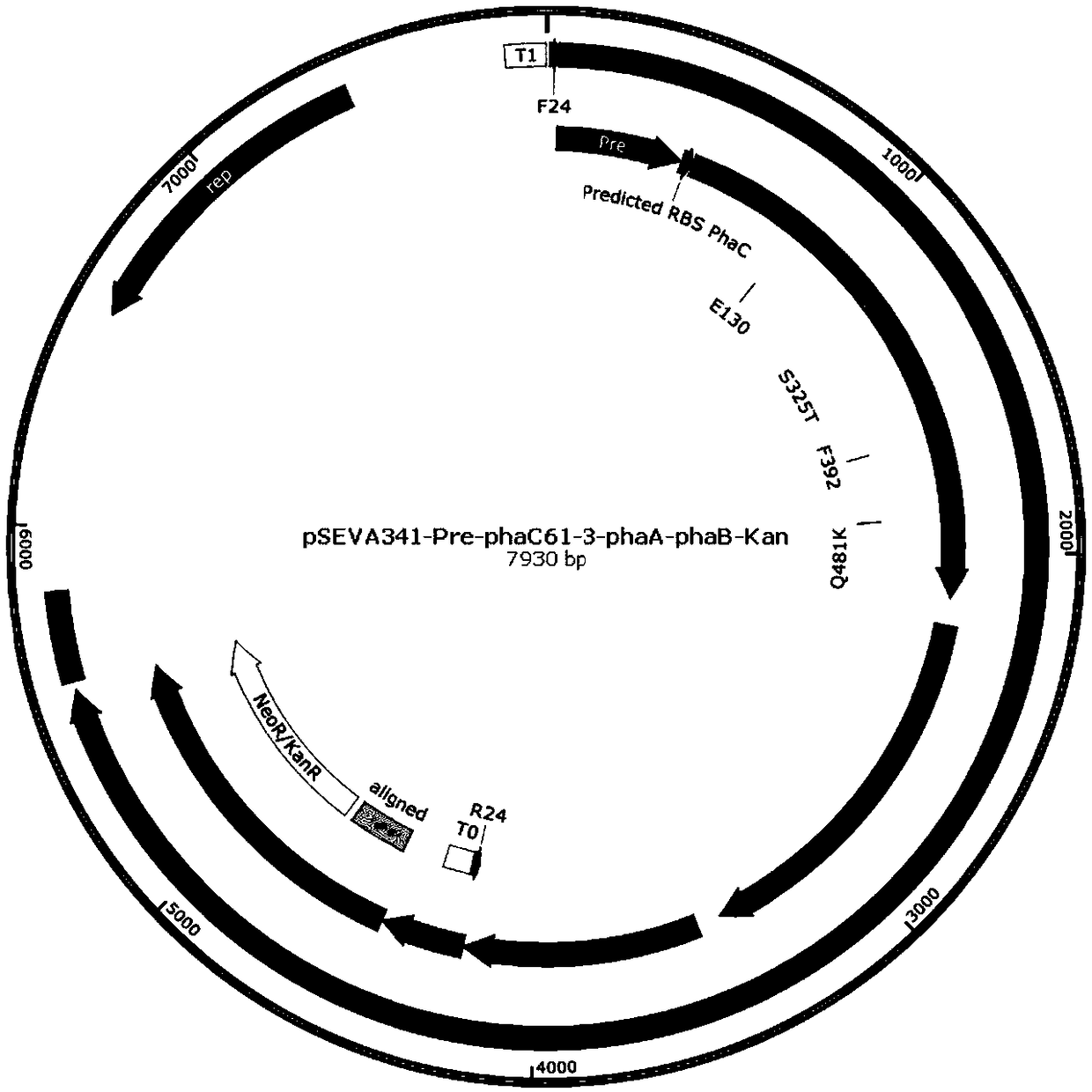 Method for producing short, medium and long chain polyhydroxyfatty acid copolymers by microorganisms