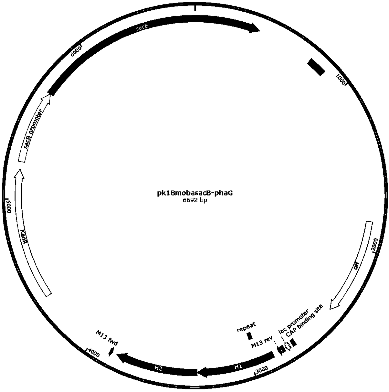 Method for producing short, medium and long chain polyhydroxyfatty acid copolymers by microorganisms