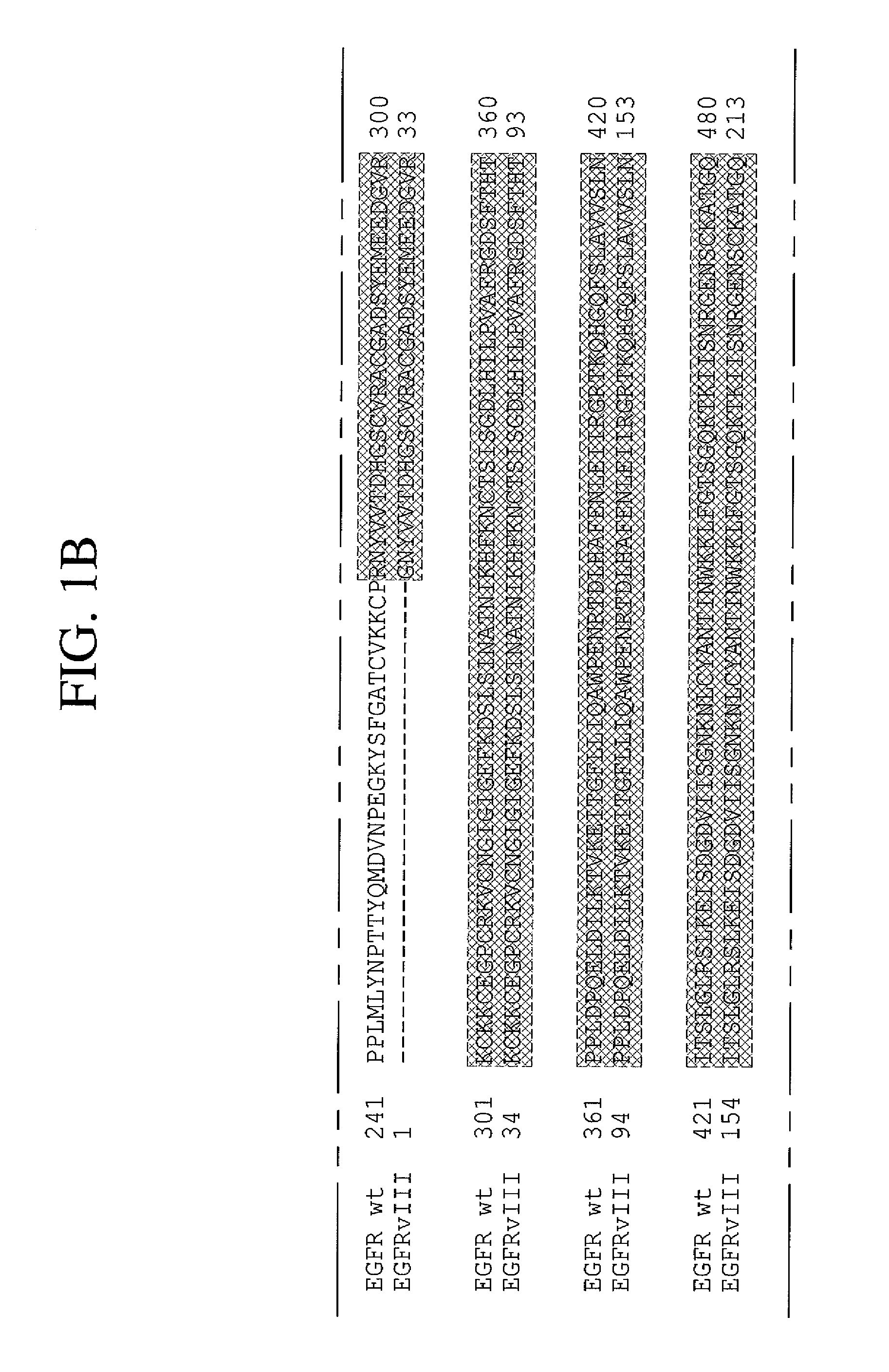 Antibodies directed to the deletion mutants of epidermal growth factor receptor and uses thereof