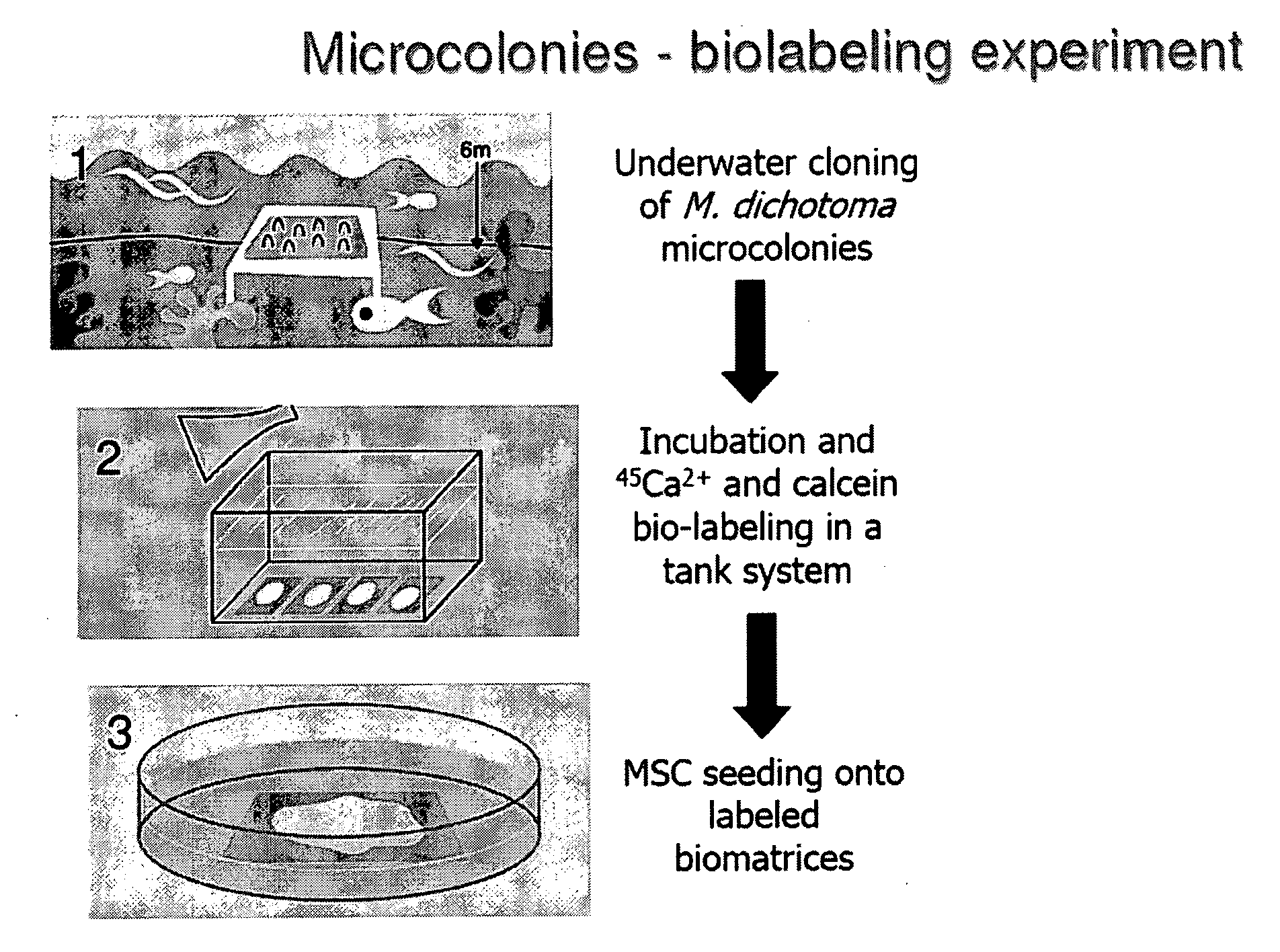 Calcium-mediated effects of coral and methods of use thereof