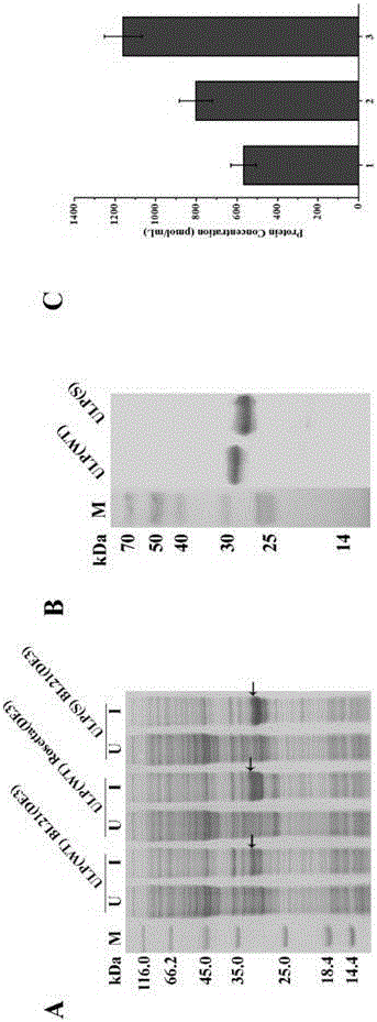 SUMO and SUMO protease encoding gene and application thereof