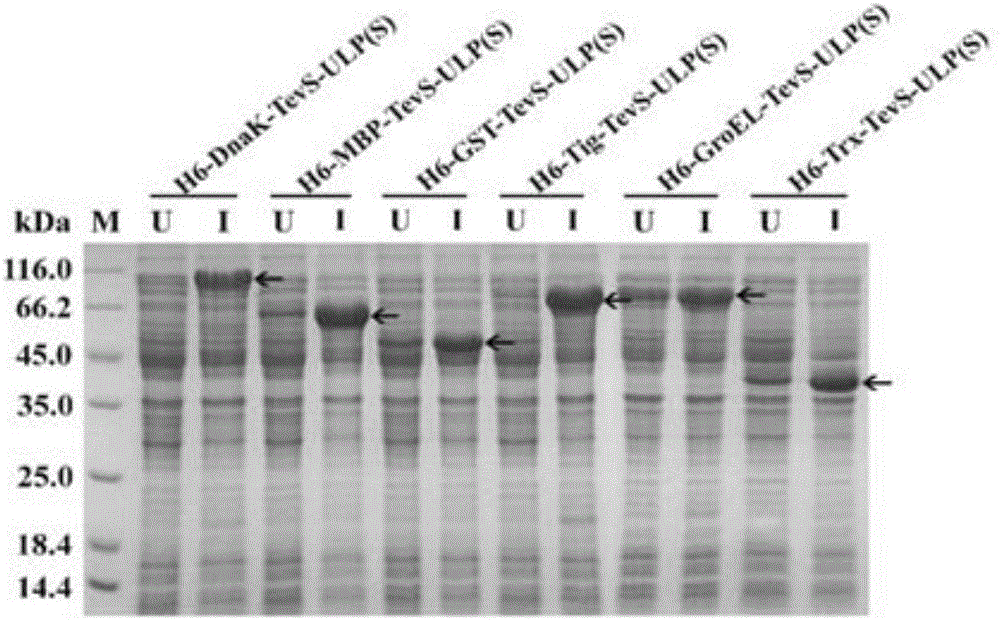 SUMO and SUMO protease encoding gene and application thereof