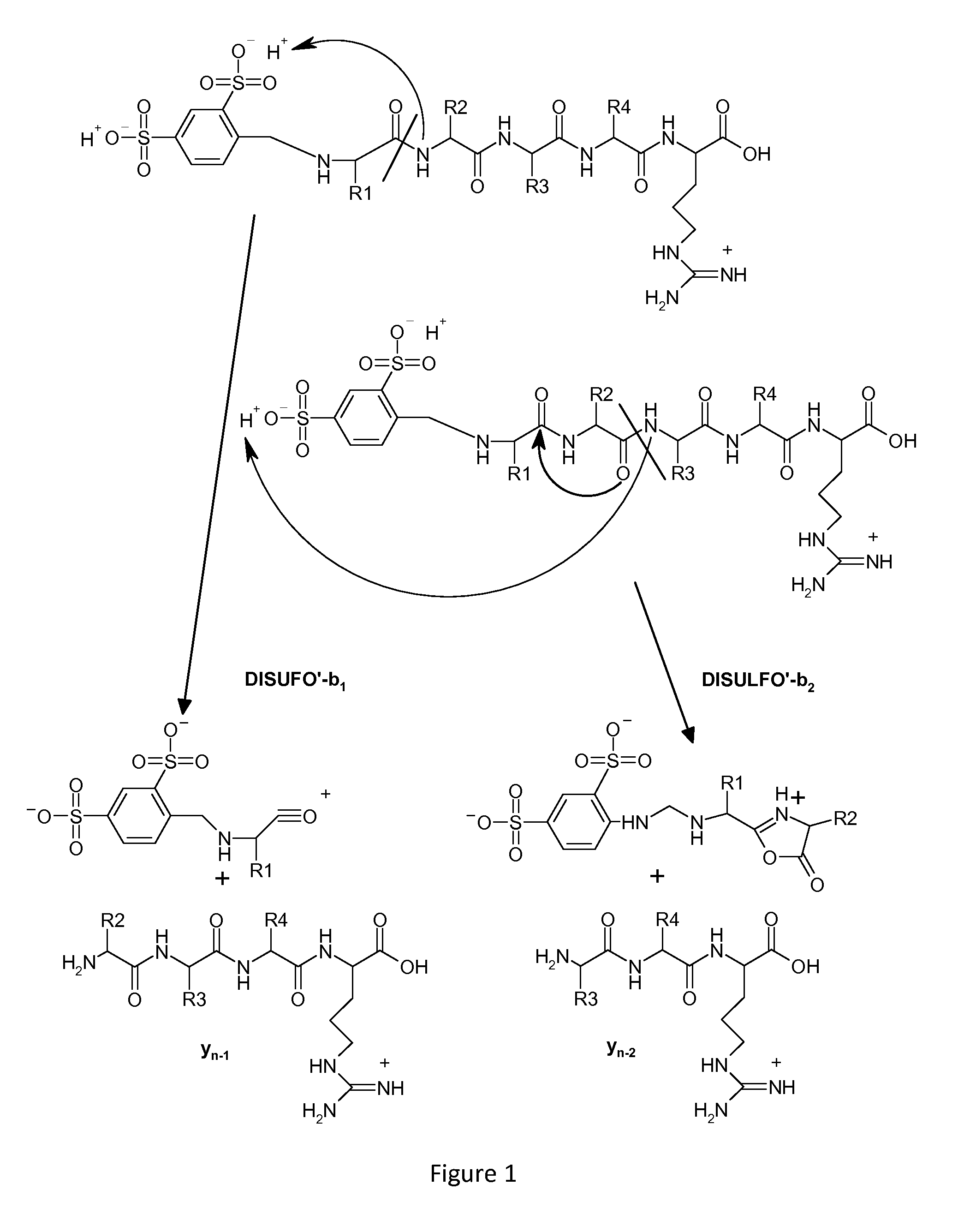 Mass spectrometry-based protein identification method with selective N-terminus derivatization