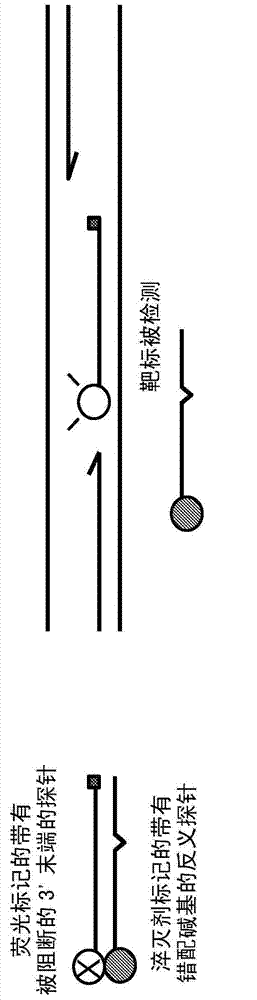 Probe: antiprobe compositions for high specificity dna or rna detection