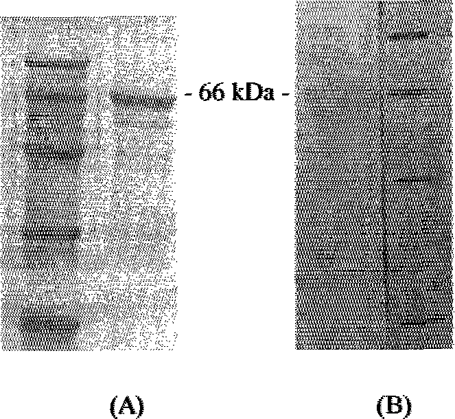 ChIFNGR1 gene and its coding protein and application