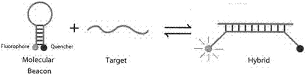 Primer, molecular beacon, kit and detection method for CYP2C19*3 gene polymorphism rapid detection