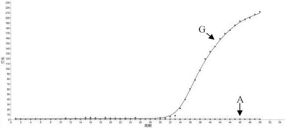 Primer, molecular beacon, kit and detection method for CYP2C19*3 gene polymorphism rapid detection