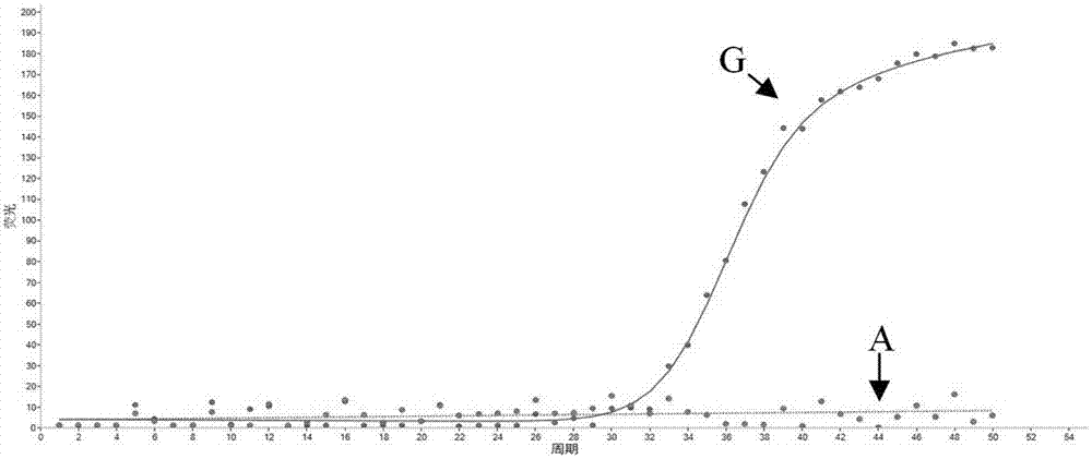 Primer, molecular beacon, kit and detection method for CYP2C19*3 gene polymorphism rapid detection