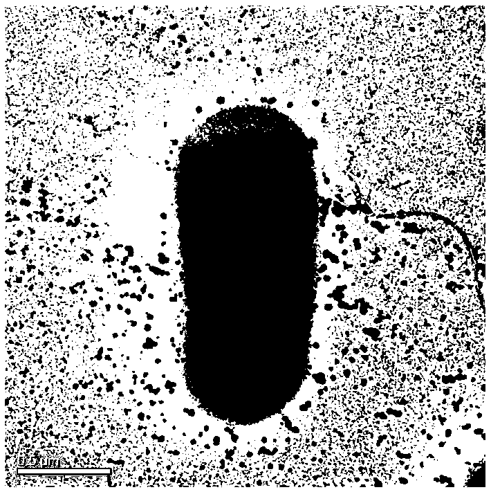 A kind of Enterobacter ludwig and its application in inducing magnesium ion mineralization