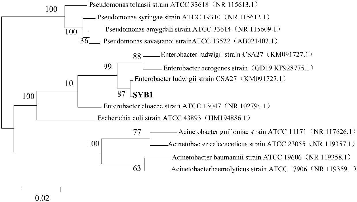 A kind of Enterobacter ludwig and its application in inducing magnesium ion mineralization