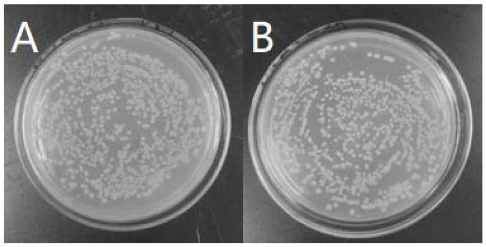 Tegillarca granosa hemoglobin alpha helix antibacterial peptide and application thereof