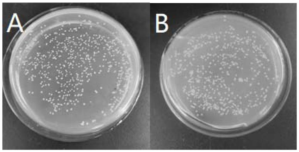 Tegillarca granosa hemoglobin alpha helix antibacterial peptide and application thereof