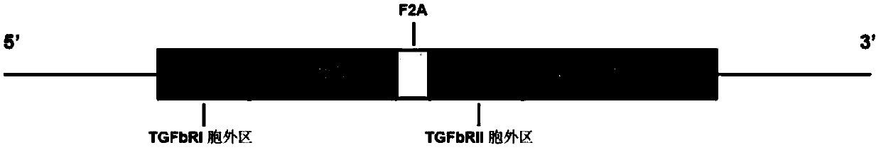 Chimeric protein, immune effector cell expressing chimeric protein and application thereof