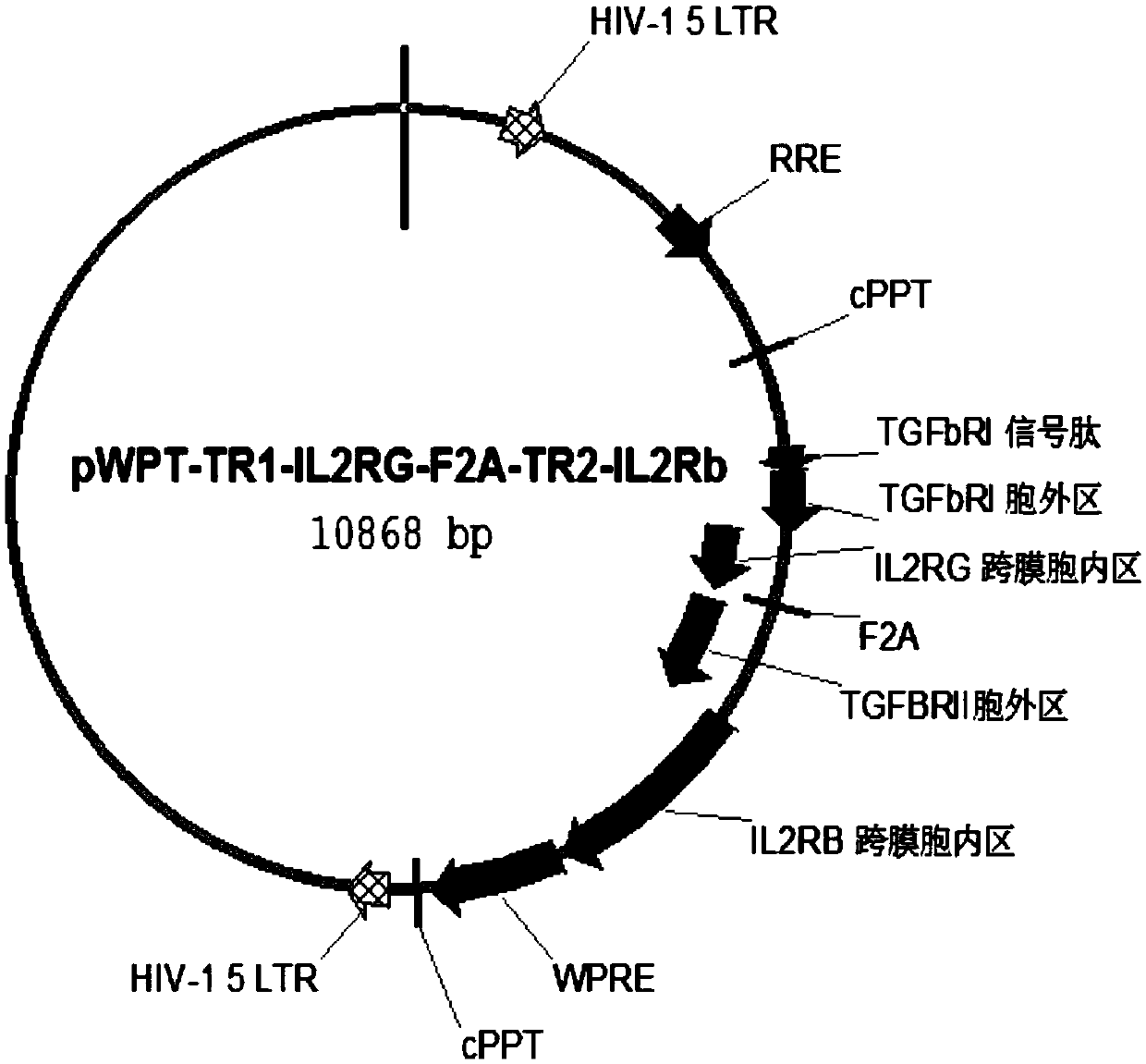 Chimeric protein, immune effector cell expressing chimeric protein and application thereof