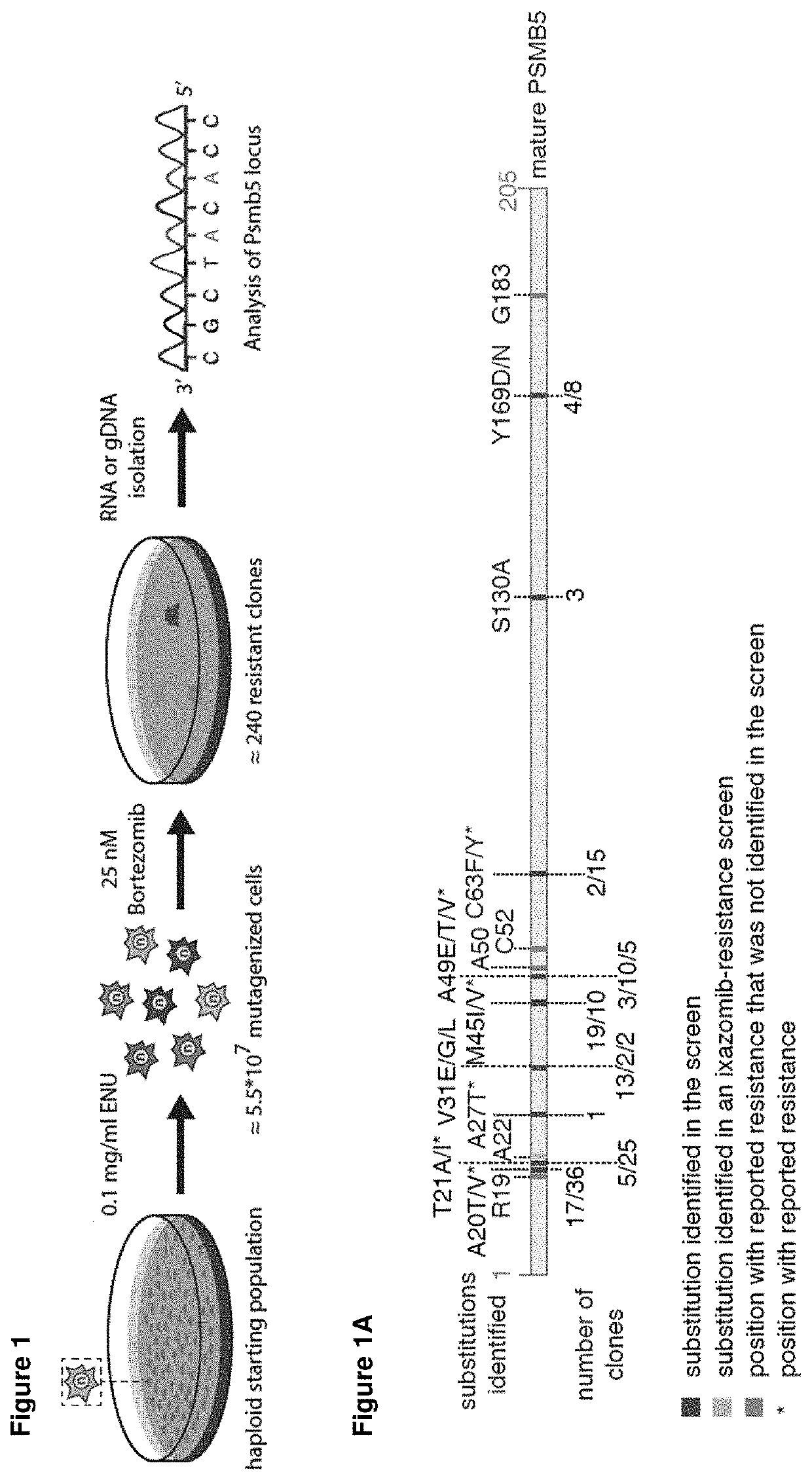 Method of identifying patients with bortezomib resistant multiple myeloma and other blood diseases