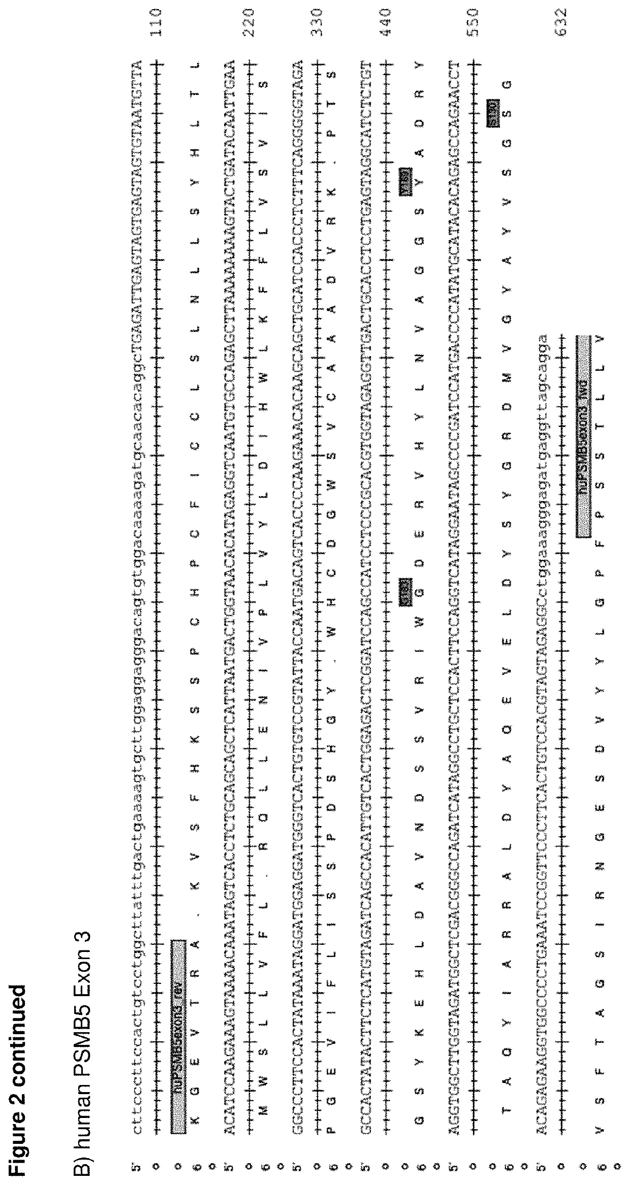 Method of identifying patients with bortezomib resistant multiple myeloma and other blood diseases