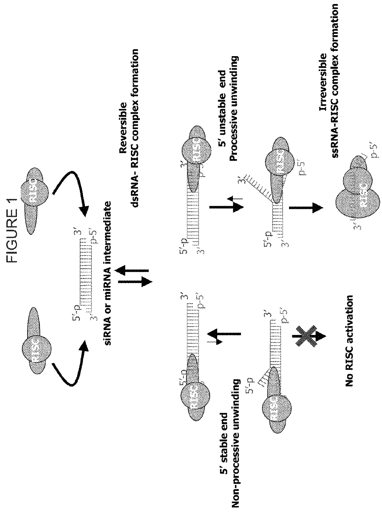 Methods and compositions for selecting siRNA of improved functionality