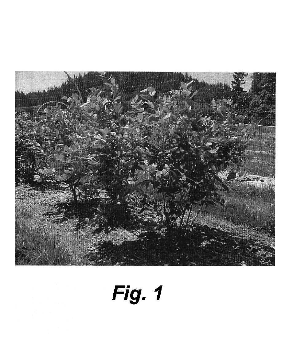 Blueberry plant denominated `Draper`