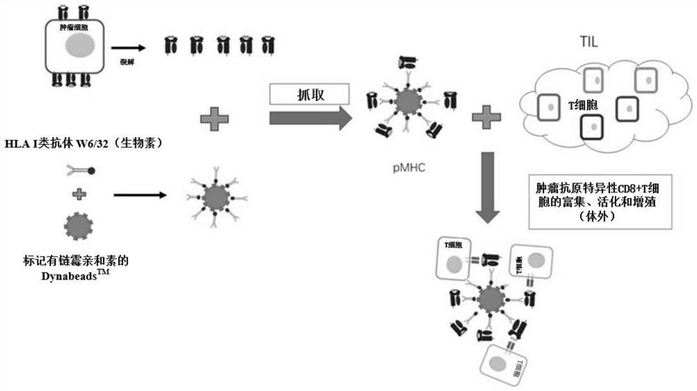 Tumor antigen/MHC-I compound as well as preparation method and application thereof