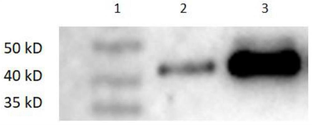 Tumor antigen/MHC-I compound as well as preparation method and application thereof