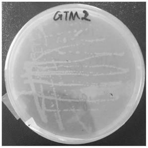 Alcaligenes and its application to the treatment of chromium-containing wastewater