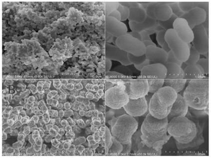 Alcaligenes and its application to the treatment of chromium-containing wastewater