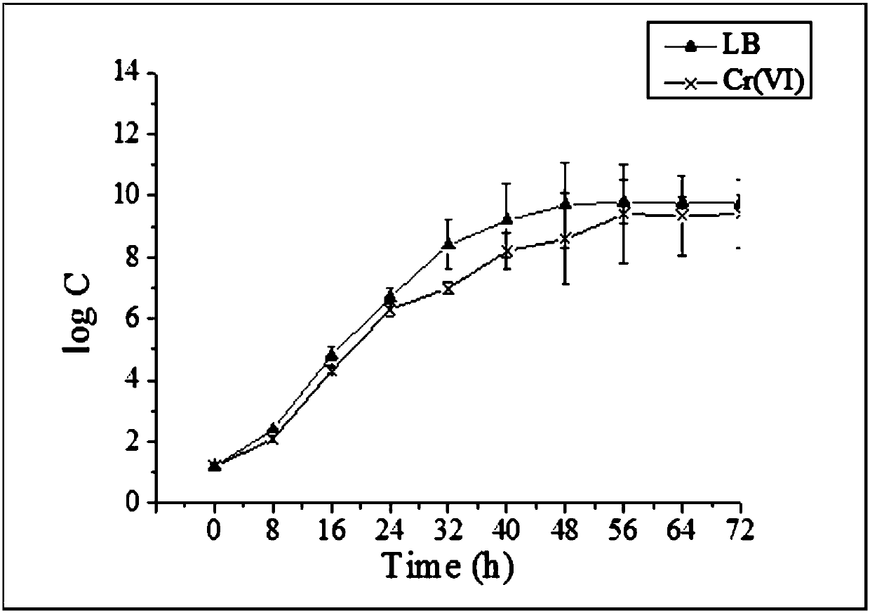 Alcaligenes and its application to the treatment of chromium-containing wastewater