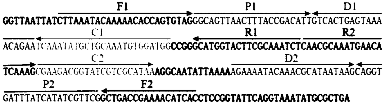 Amplification primer sets of Klebsiella pneumoniae, application and method for detecting Klebsiella pneumoniae