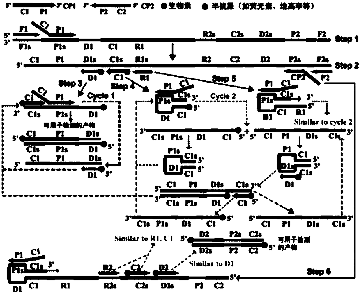 Amplification primer sets of Klebsiella pneumoniae, application and method for detecting Klebsiella pneumoniae