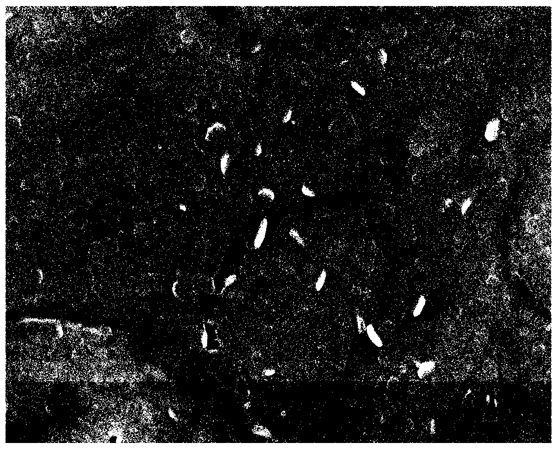 CVD preparation method of Co-doped MoS2 array in-situ electrodes