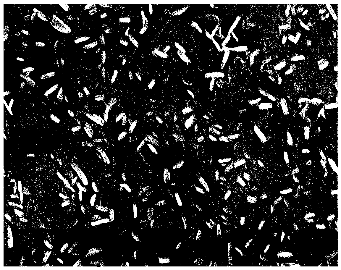 CVD preparation method of Co-doped MoS2 array in-situ electrodes