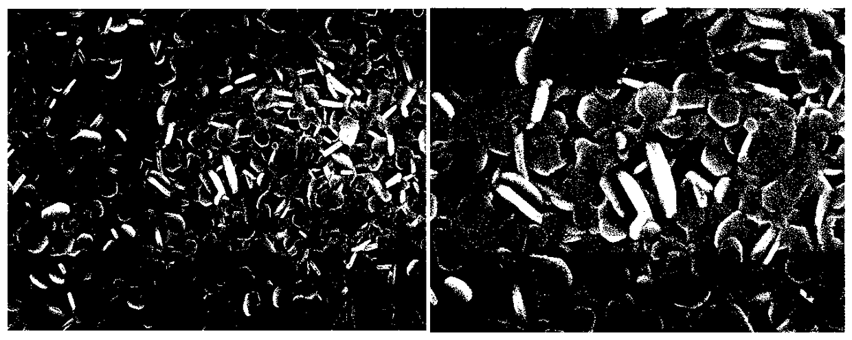 CVD preparation method of Co-doped MoS2 array in-situ electrodes