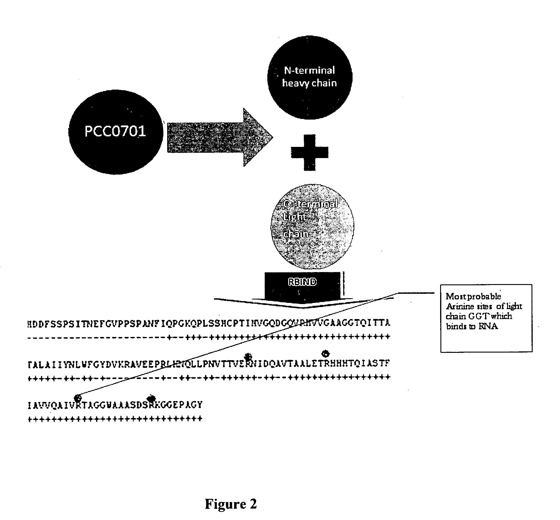 Method to characterize a protein as RNA binding protein