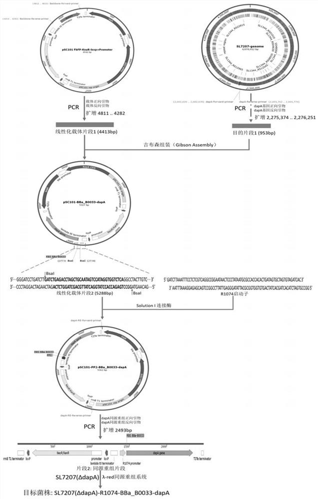 Method for constructing strict anaerobic salmonella, constructed strict anaerobic salmonella and application of constructed strict anaerobic salmonella