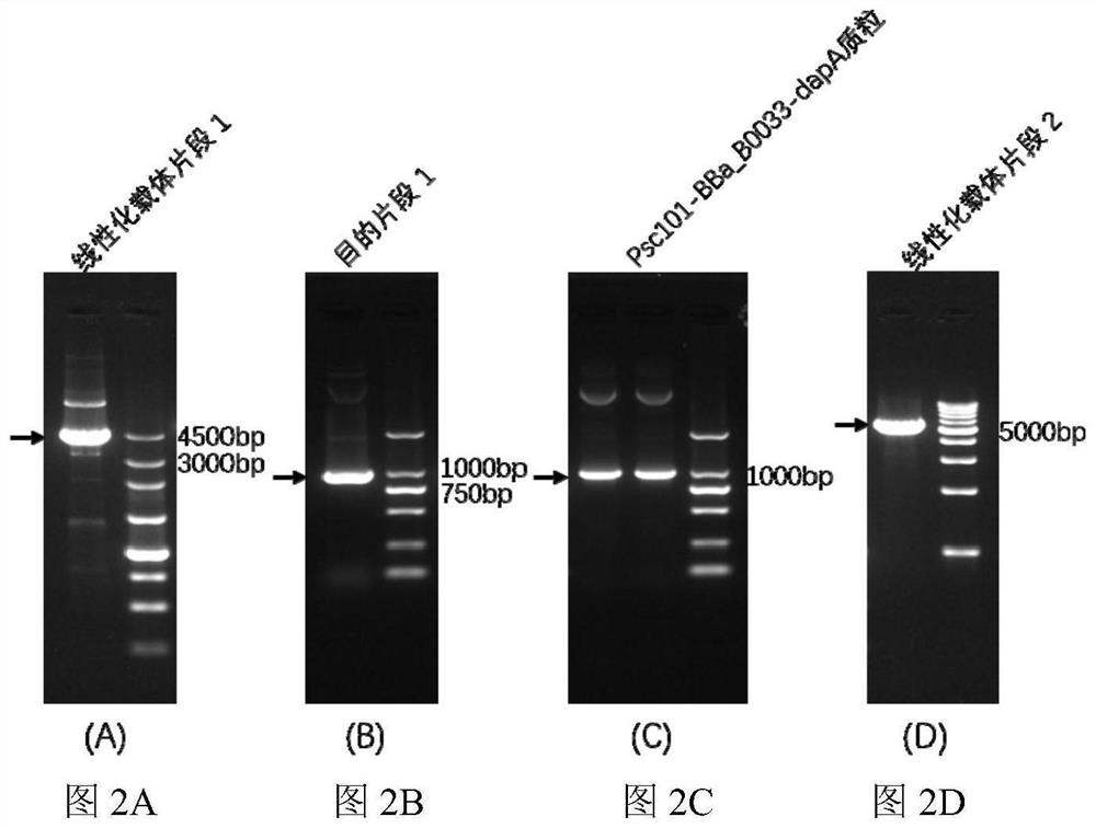 Method for constructing strict anaerobic salmonella, constructed strict anaerobic salmonella and application of constructed strict anaerobic salmonella