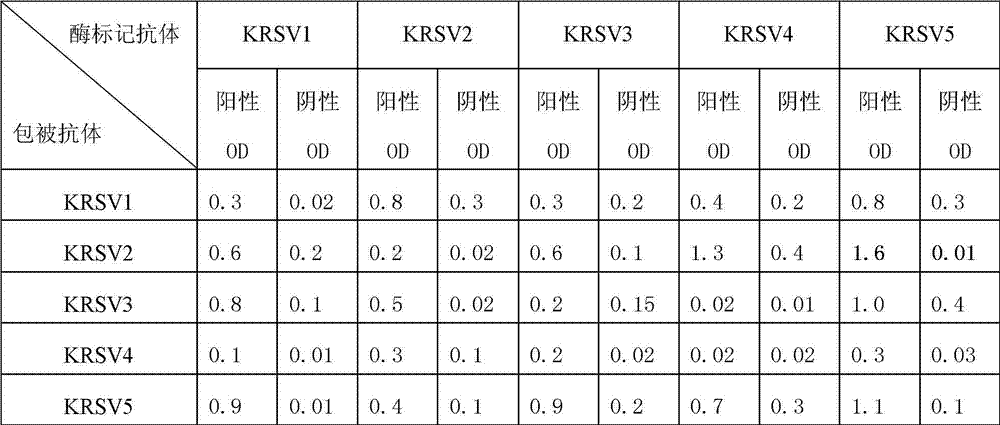 Immune detection reagent for detecting respiratory syncytial virus