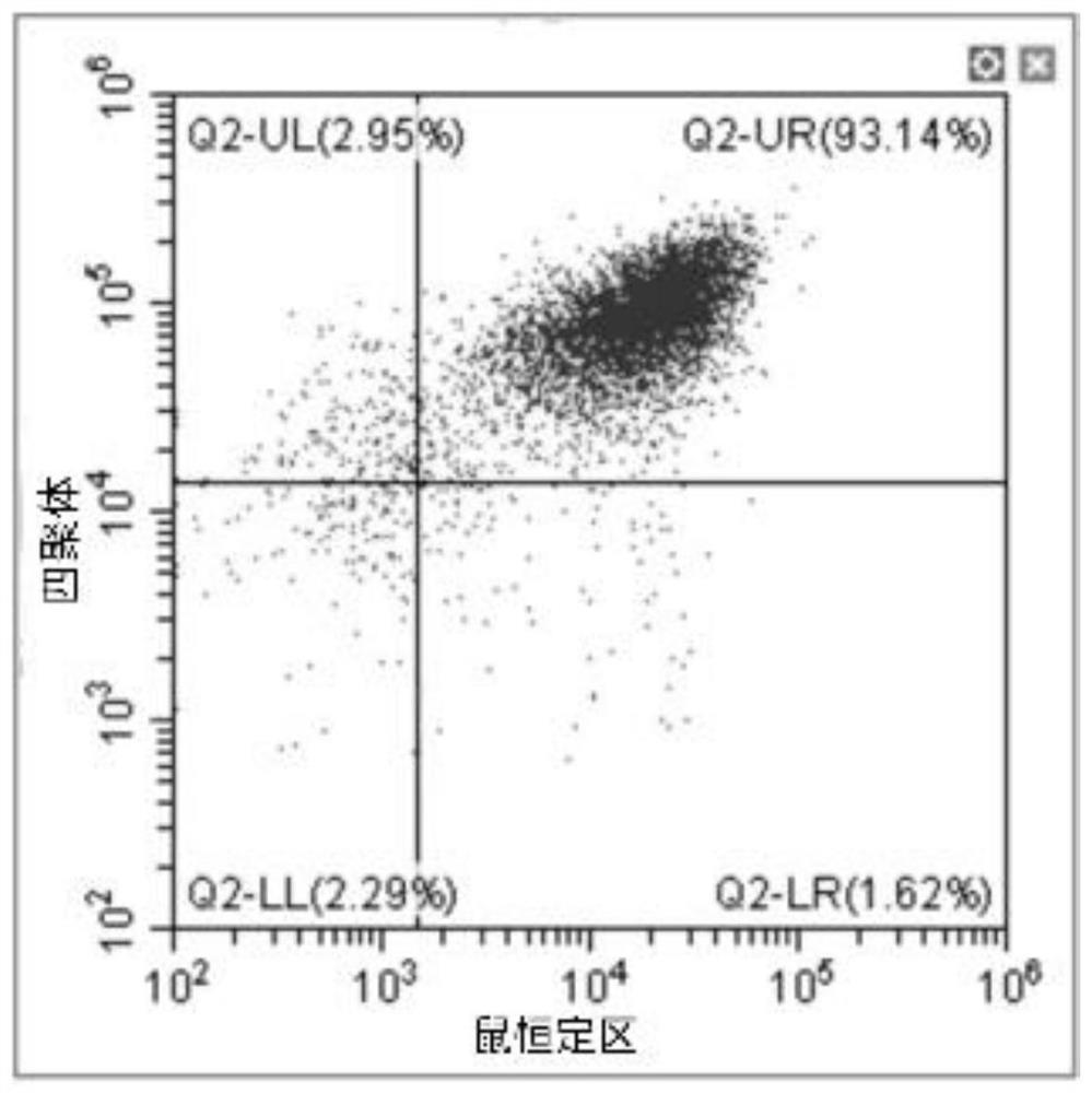 T cell receptor for recognizing EBV antigen and application of T cell receptor