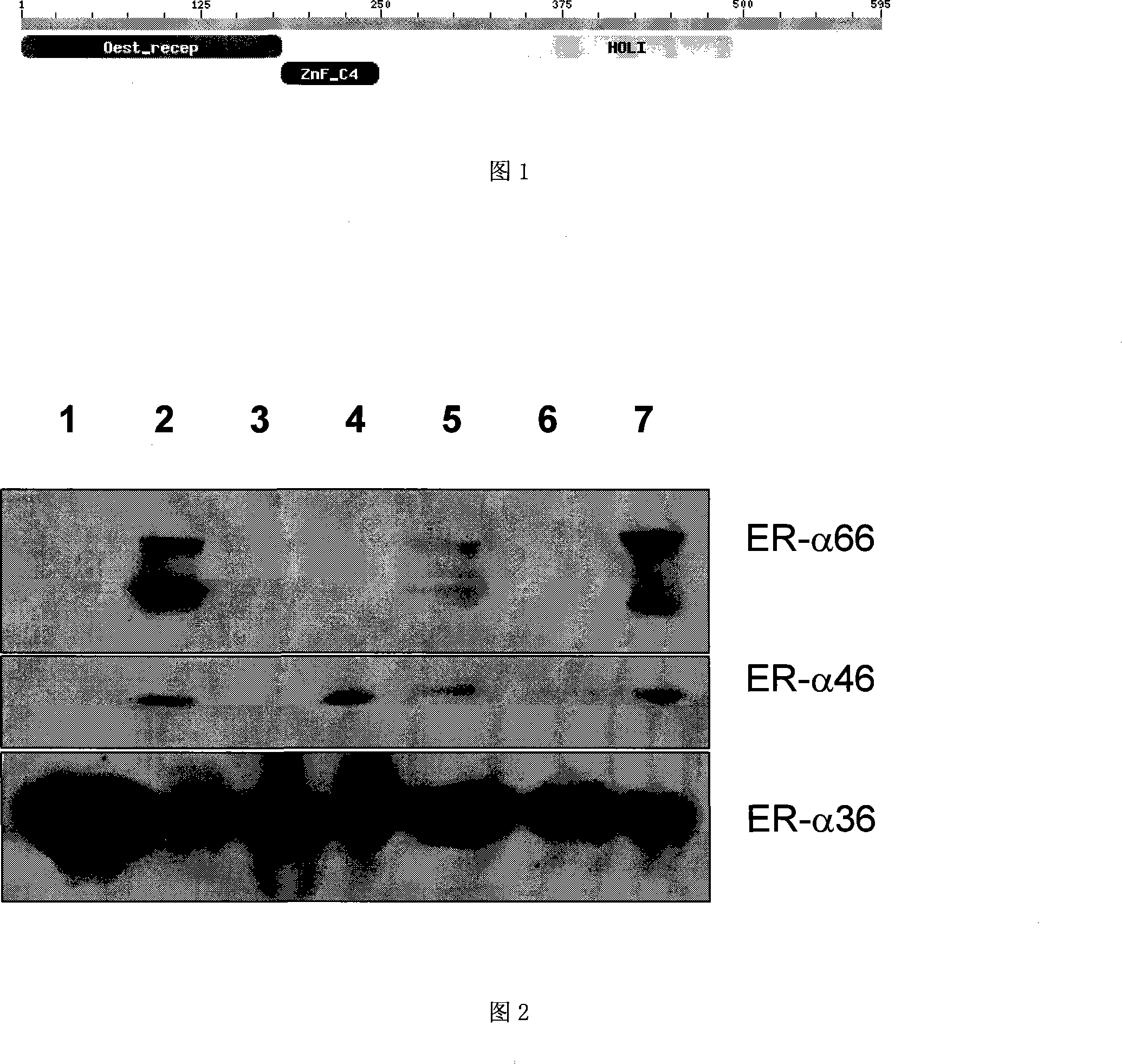 Dihydrobenzopyrans ketone compound and uses thereof