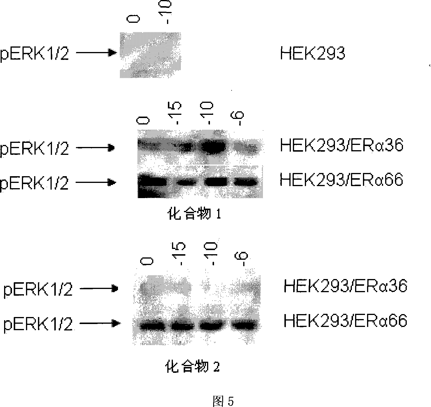 Dihydrobenzopyrans ketone compound and uses thereof