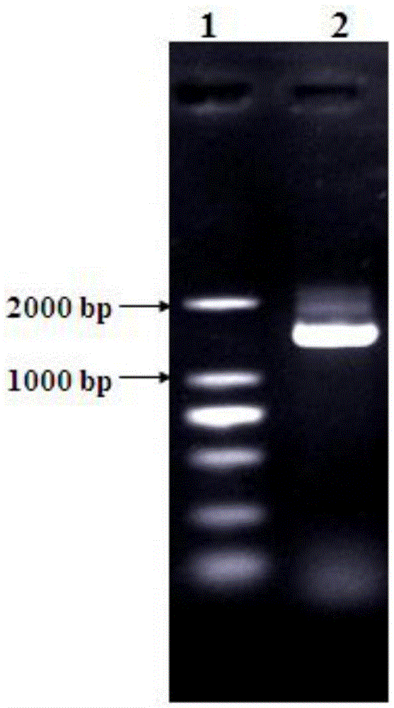 Lentinus edodes S-alkyl-L-cysteine sulfoxide lyase gene and application