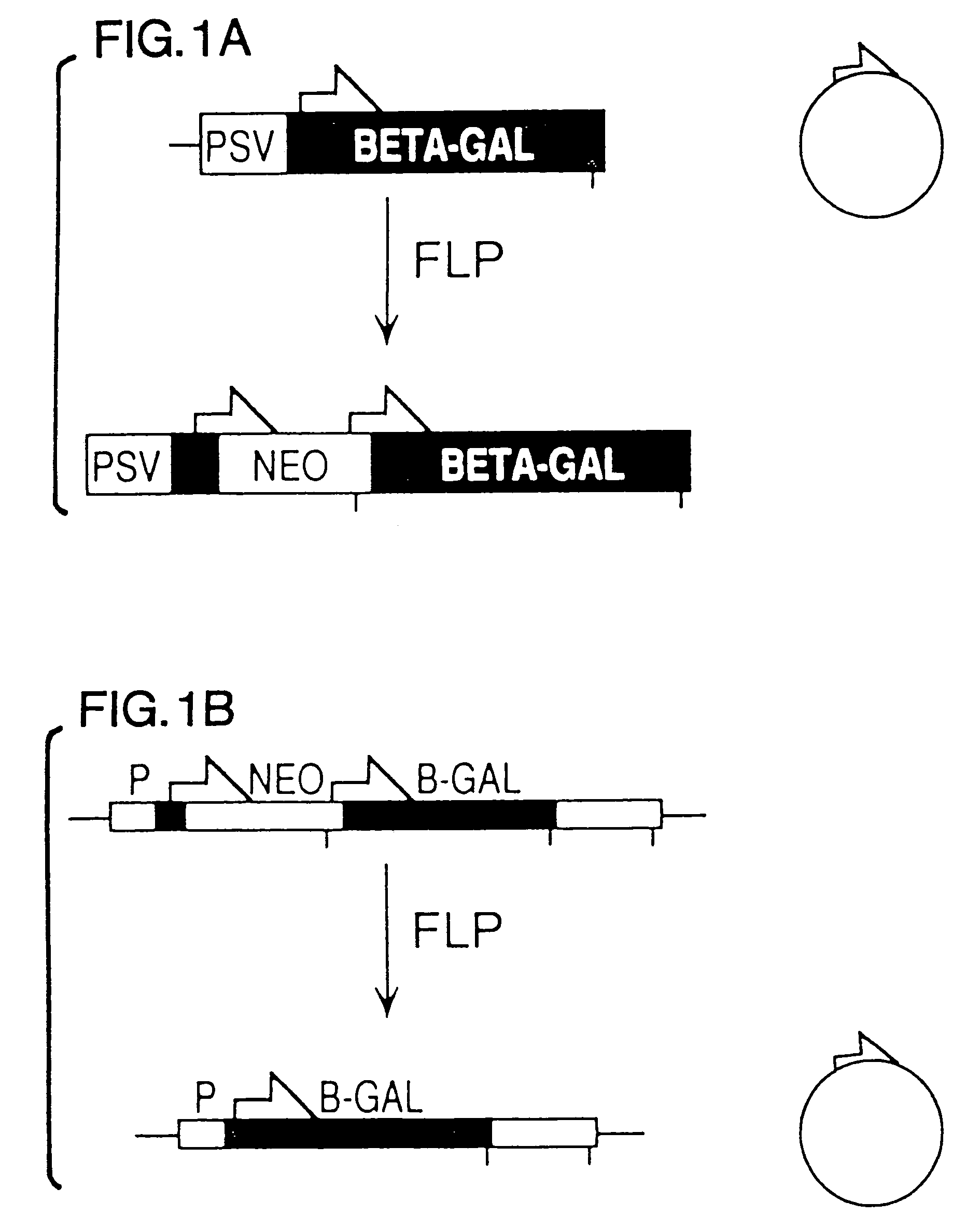 FLP-mediated gene modification in mammalian cells, and compositions and cells useful therefor