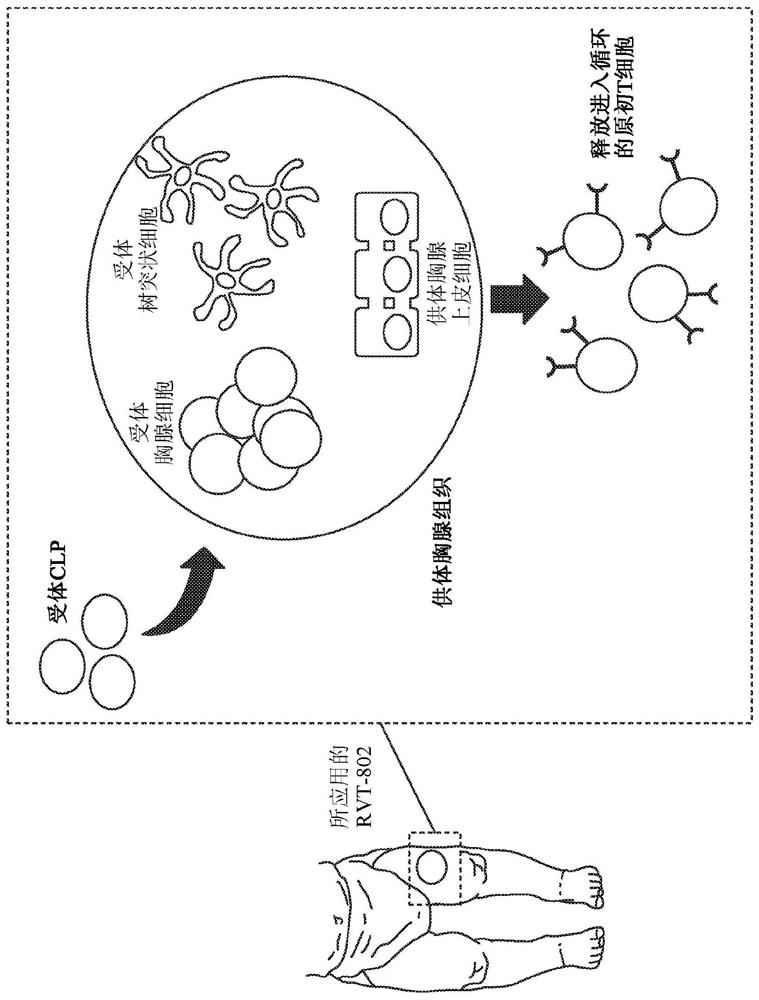 Cultured thymus tissue transplantation promotes donor-specific tolerance to allogeneic solid organ transplants