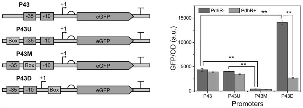 Pyruvate response biosensor as well as construction method and application thereof