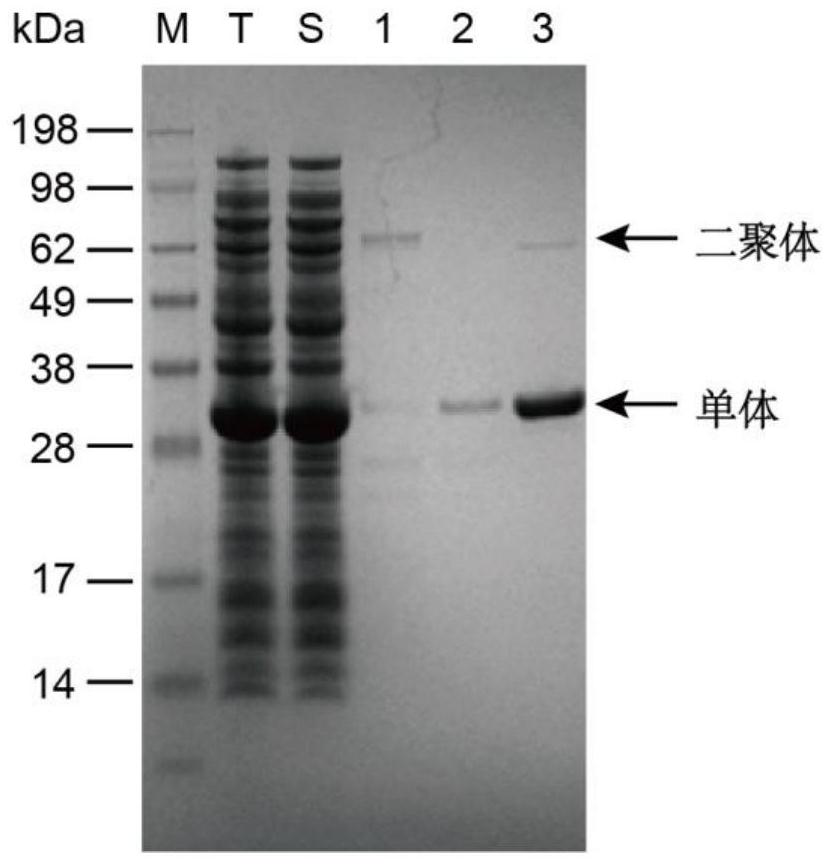 Pyruvate response biosensor as well as construction method and application thereof