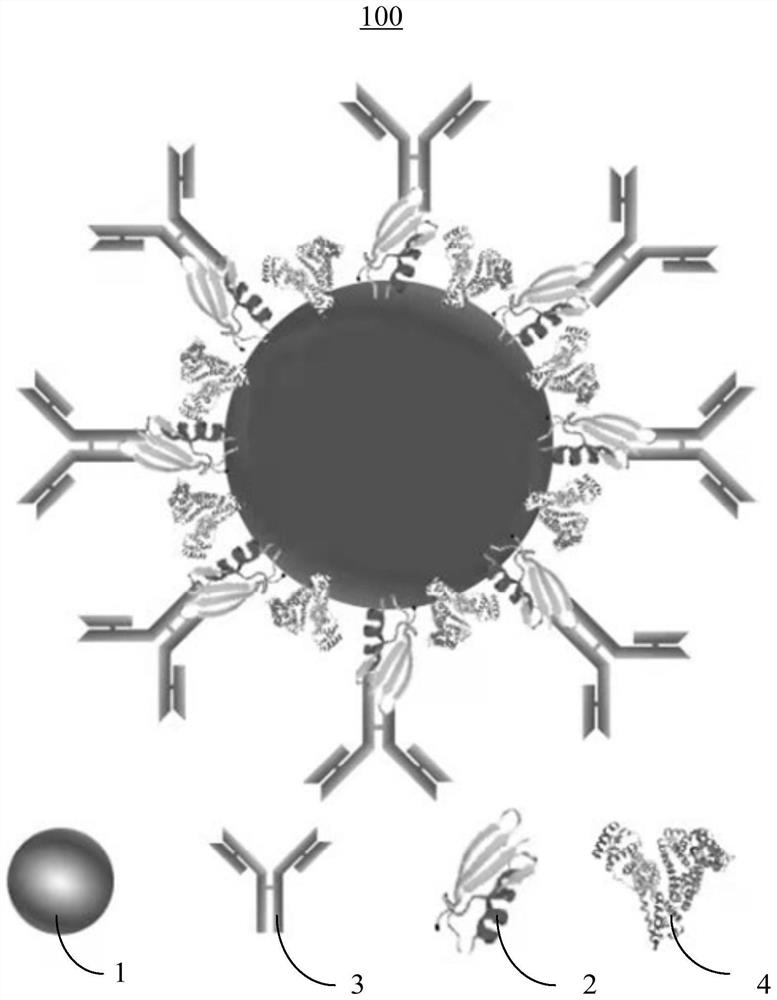 Antibody directional marking colloidal gold immune probe, preparation method thereof and lead ion test paper based on antibody directional marking